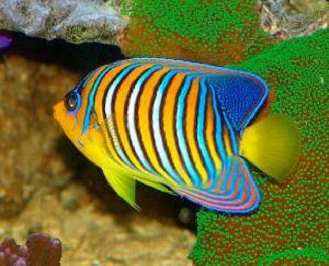 peces tropicales